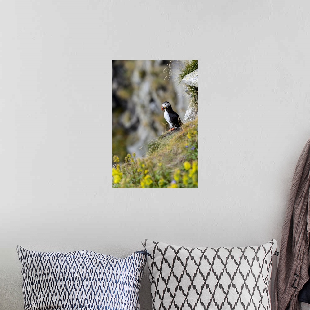 A bohemian room featuring Norway, Finnmark, Loppa. Atlantic Puffin at their nesting cliffs.