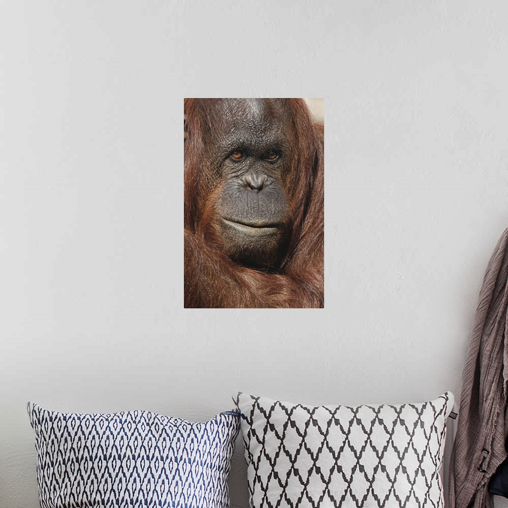 A bohemian room featuring Orangutan, Pongo, native to Borneo and Sumatra. Nature, Fauna.