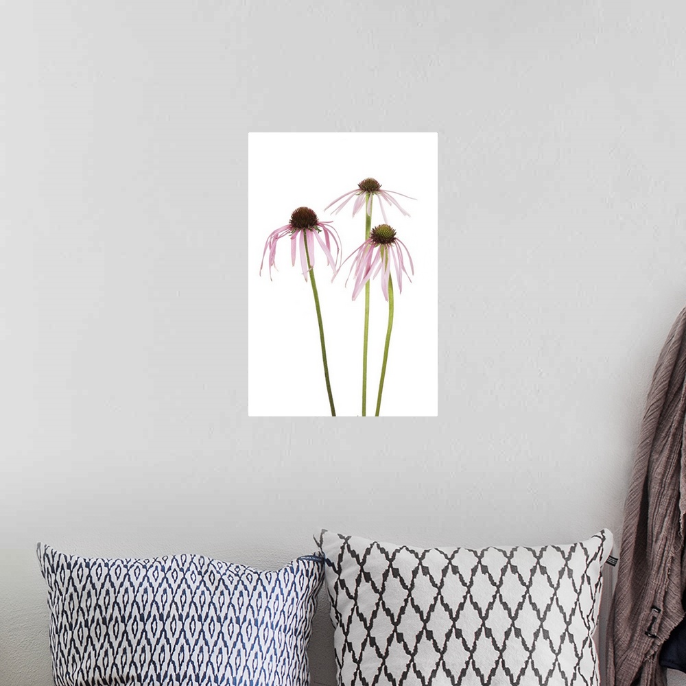A bohemian room featuring Pale Purple Coneflowers, Marion County, Illinois, USA