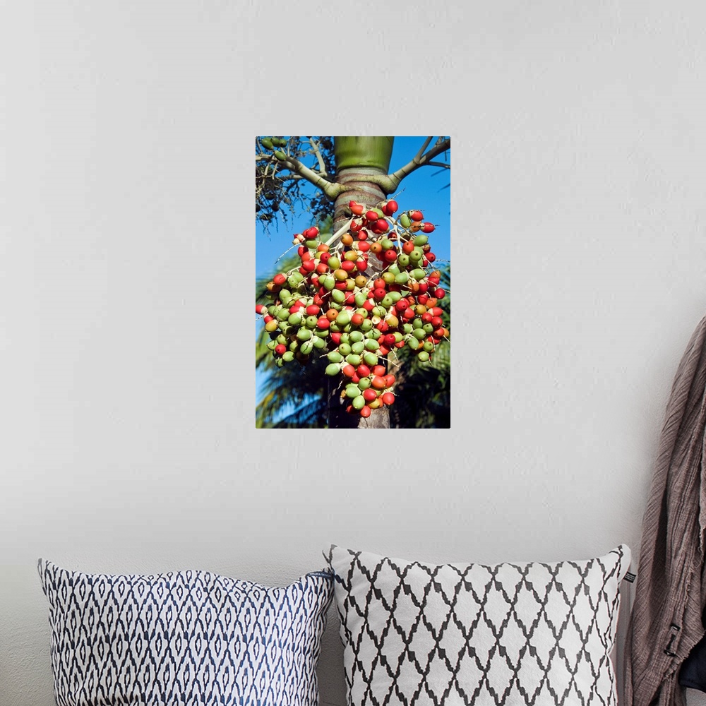 A bohemian room featuring Palm fruits, Antigua, West Indies, Caribbean, Central America