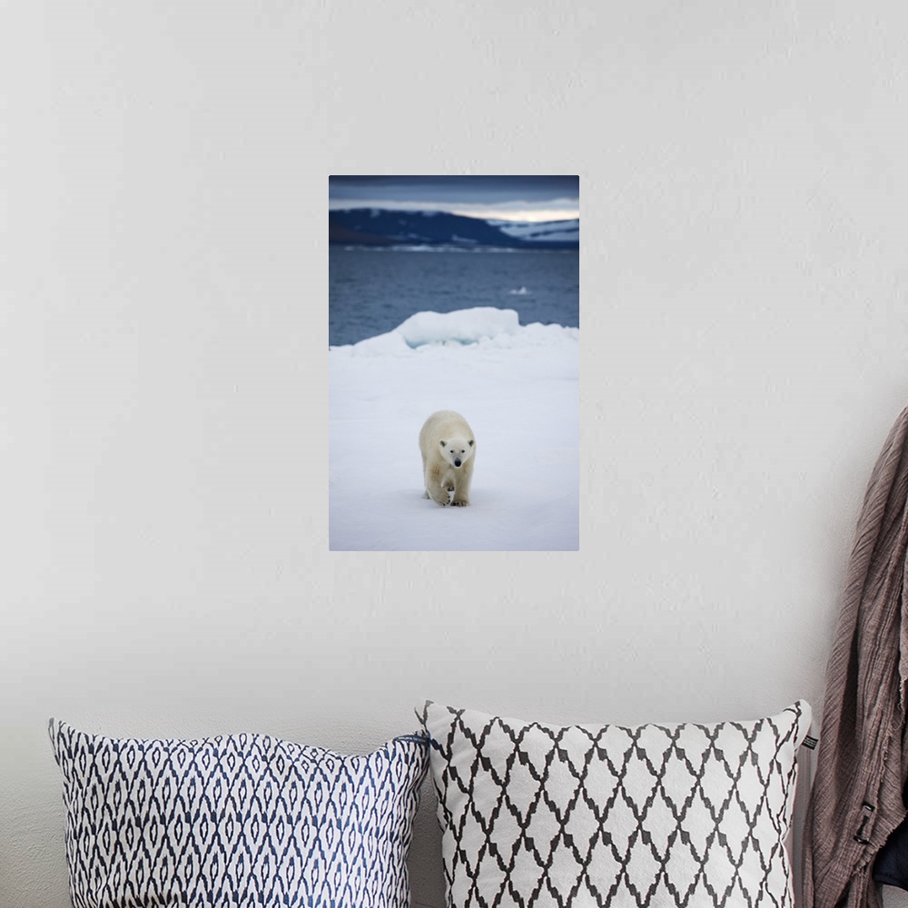 A bohemian room featuring Norway, Svalbard, Polar Bear (Ursus maritimus) walking on melting iceberg near Half Moon Island o...