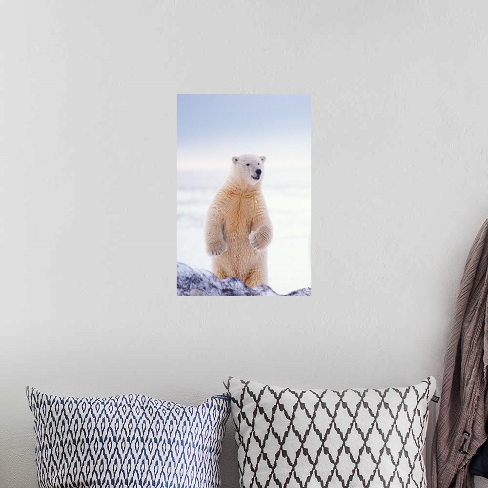A bohemian room featuring Polar bear (Ursus maritimus), subadult standing on the pack ice of the frozen coastal plain, 1002...