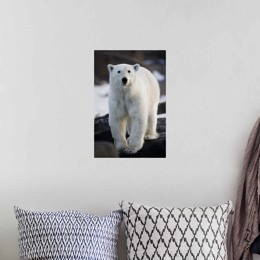 A bohemian room featuring Norway, Svalbard, Lang..ya Island, Young Polar Bear (Ursus maritimus) sticks out tongue while wal...