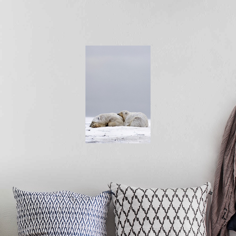 A bohemian room featuring Polar bear (Ursus maritimus), sow with cub sleeping on the pack ice, 1002 coastal plain, Arctic N...
