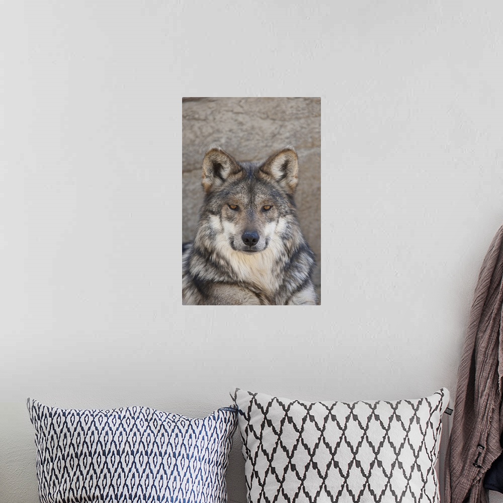 A bohemian room featuring Portrait of an Adult Wolf, captive.