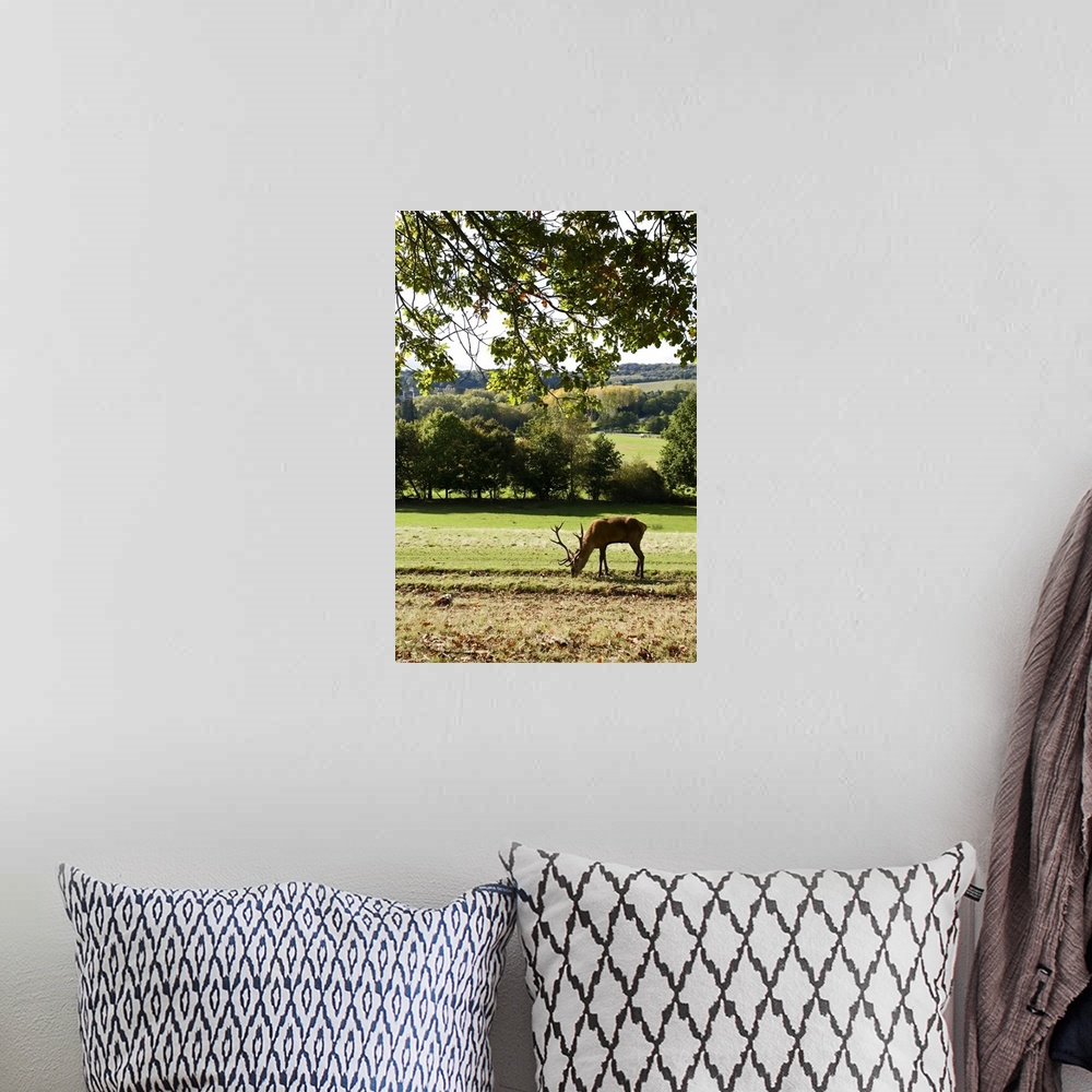 A bohemian room featuring Red Deer (Cervus elephas) under oak tree in the British Countryside