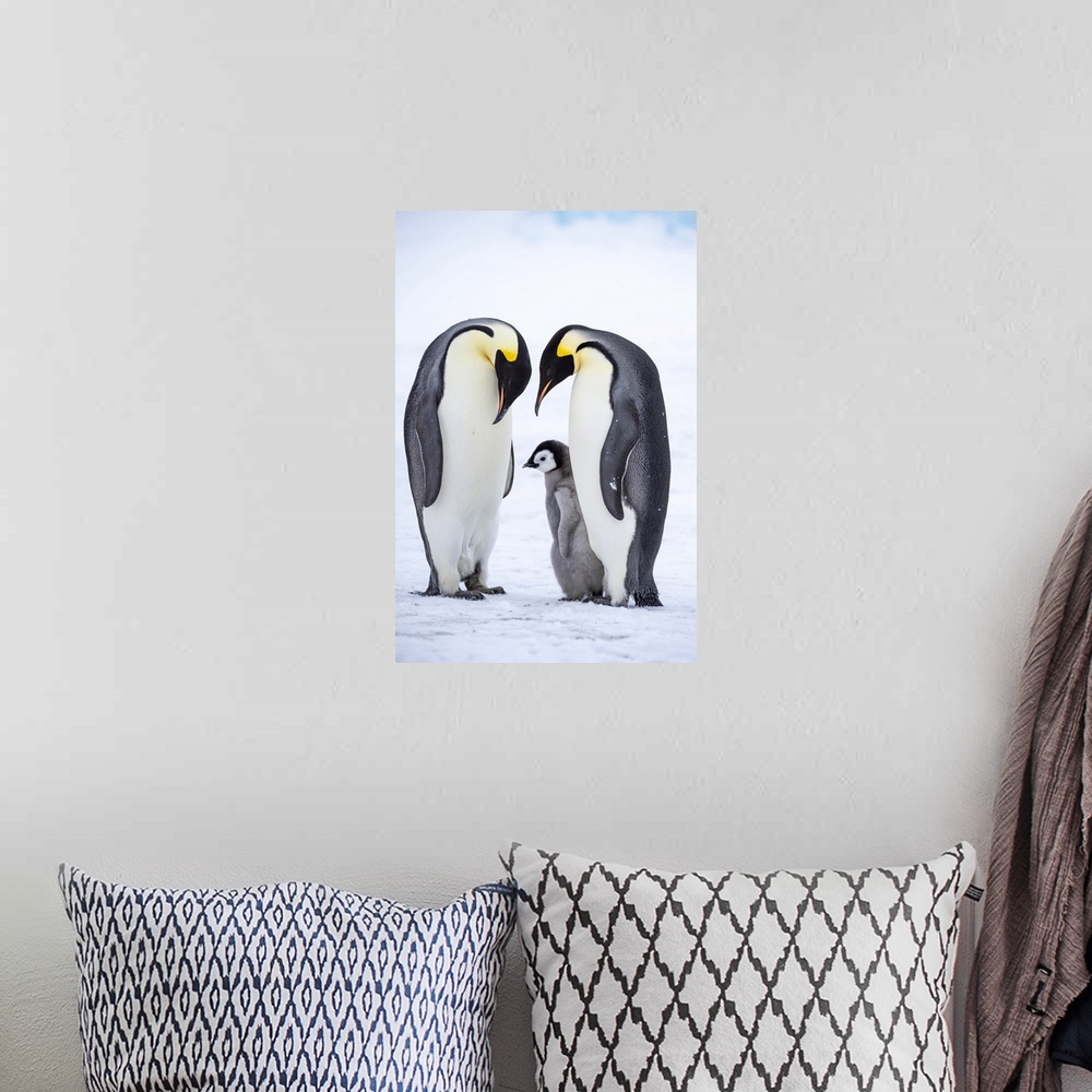 A bohemian room featuring Snow Hill Island, Antarctica, Emperor Penguins Nestling And Bonding With Their Chick