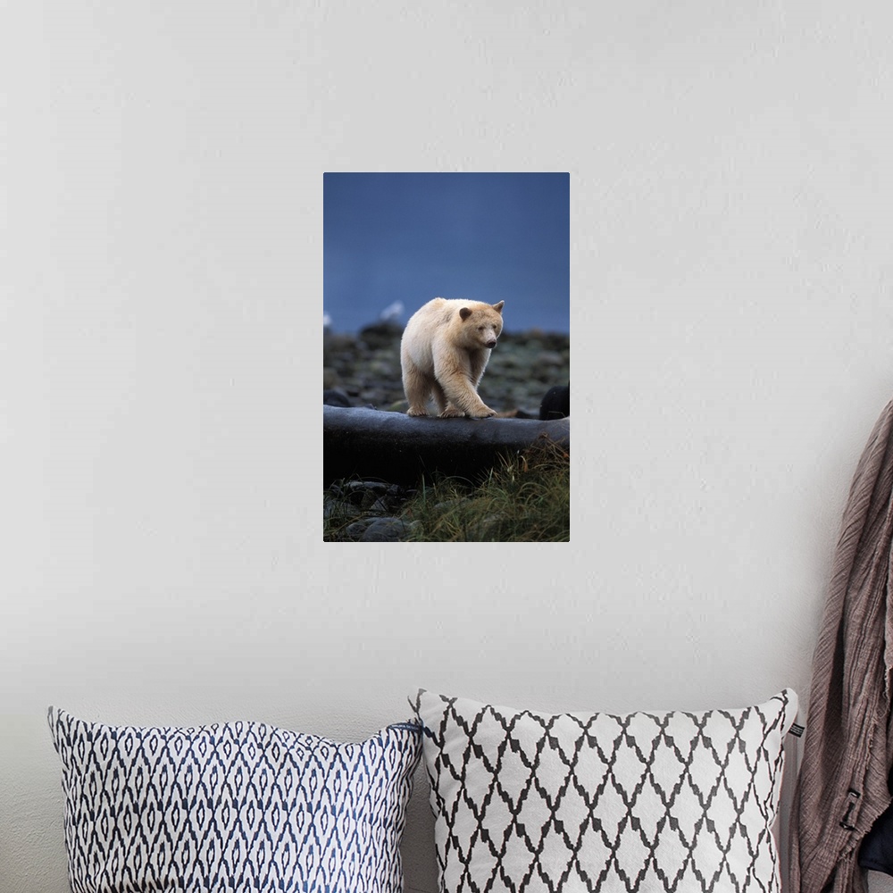 A bohemian room featuring spirit bear, kermode, black bear, Ursus americanus, sow walking on a log at high tide, along the ...