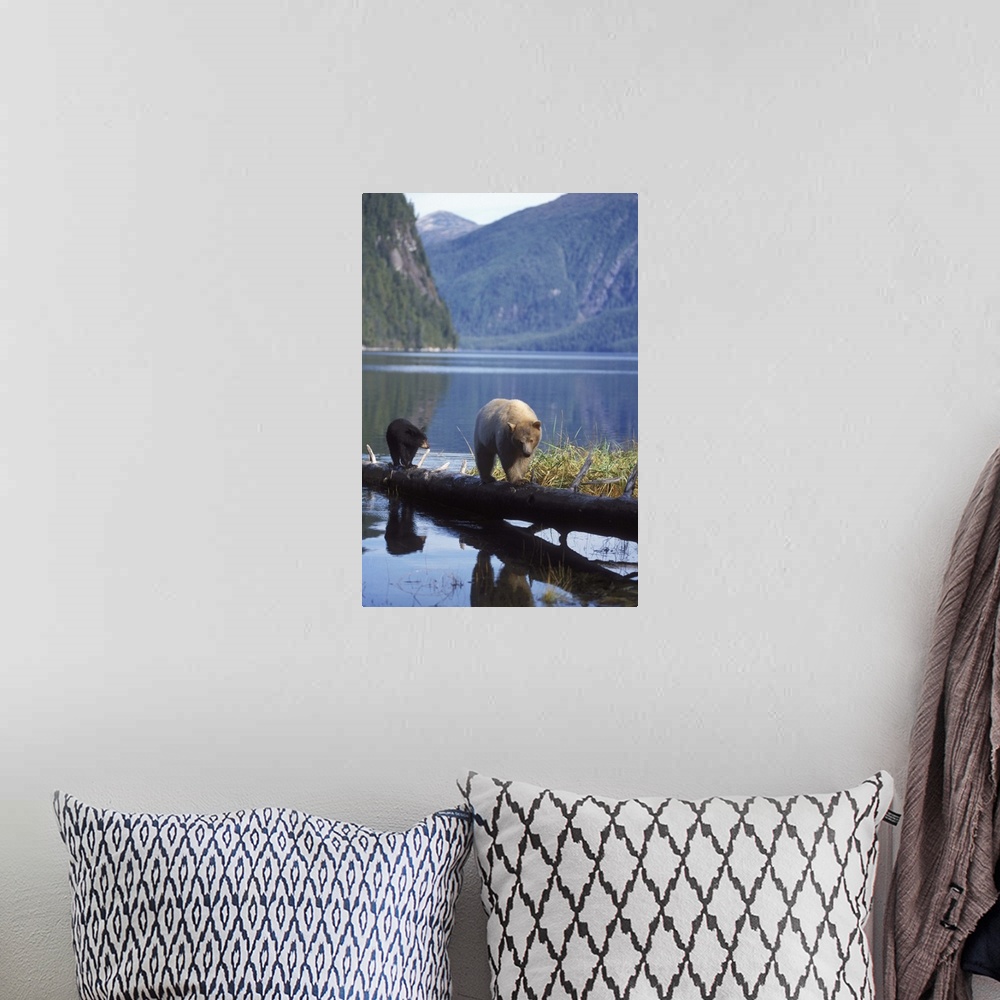 A bohemian room featuring spirit bear, kermode, black bear, Ursus americanus, sow with cub looking for salmon, central Brit...
