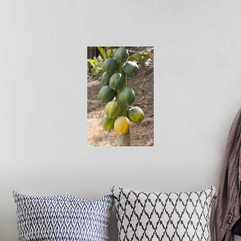 A bohemian room featuring Caribbean - Tobago - Fruit hanging on tree on Little Tobago Island.