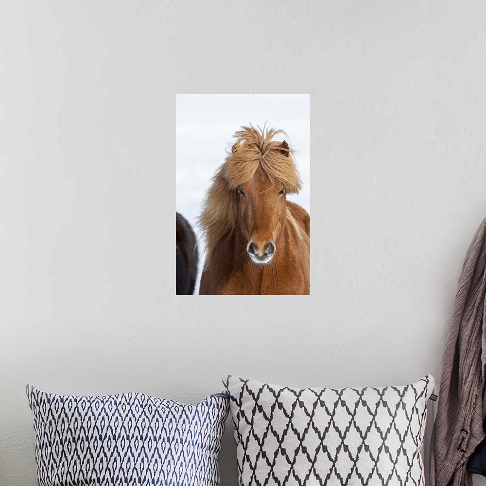 A bohemian room featuring Traditional Icelandic Horse with typical winter coat. Iceland.