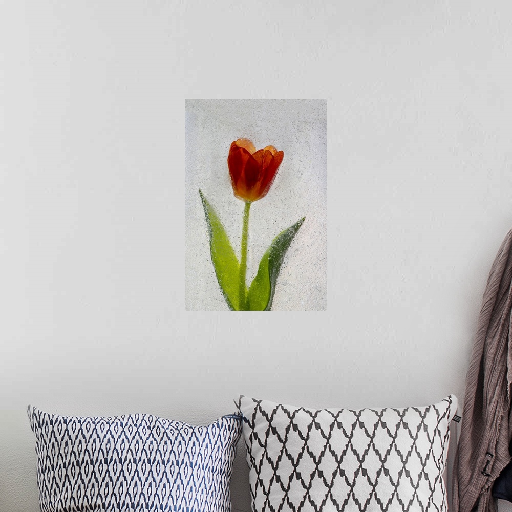 A bohemian room featuring Tulip in ice. Nature, Flora.