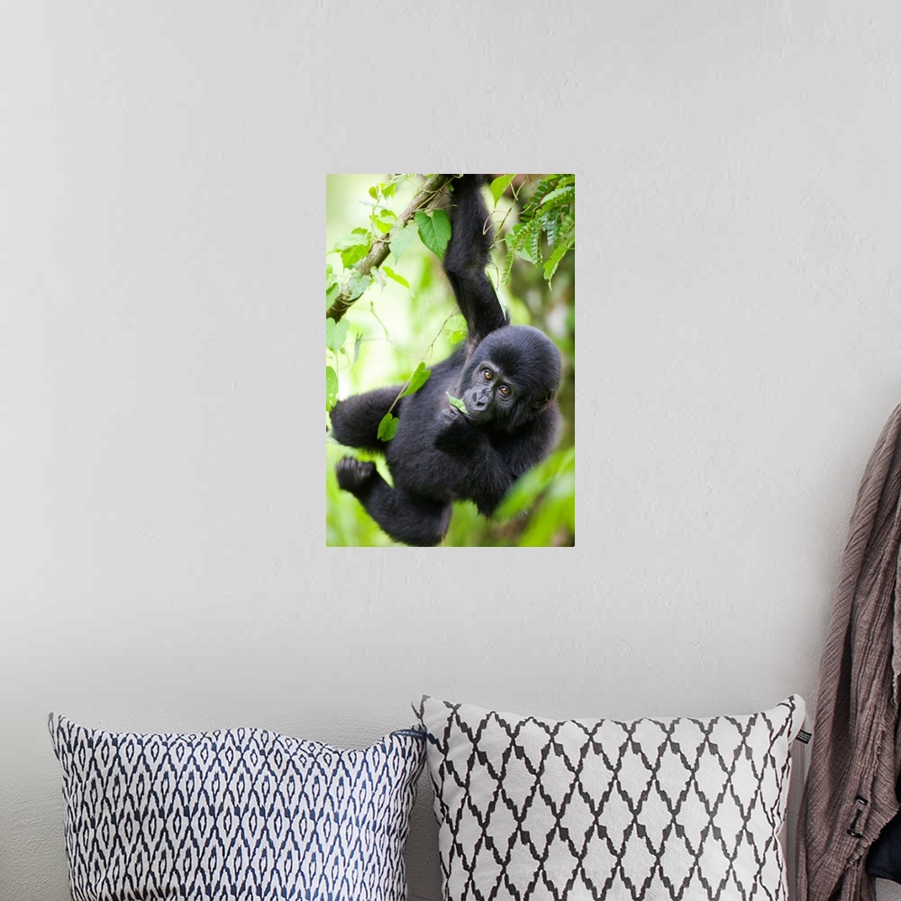 A bohemian room featuring Uganda, Bwindi Impenetrable National Park, Baby Mountain Gorilla (Gorilla gorilla beringei) hangs...