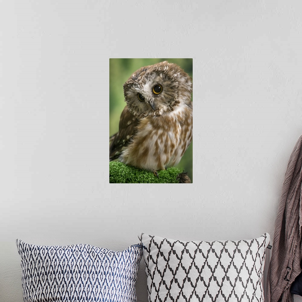 A bohemian room featuring Usa, Alaska. This tiny saw-whet owl is a permanent resident of the Alaska Raptor Center in Sitka....
