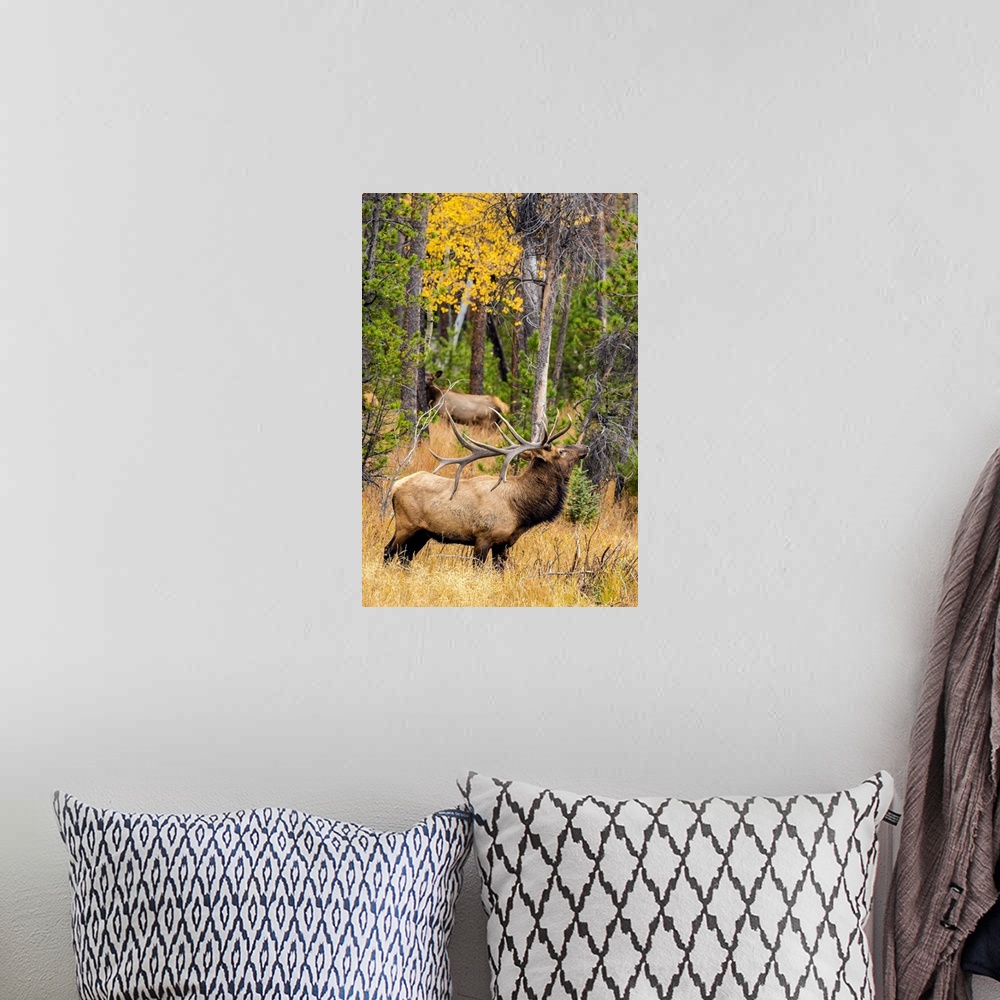 A bohemian room featuring USA, Colorado, Rocky Mountain National Park. Male elk beginning to bugle.