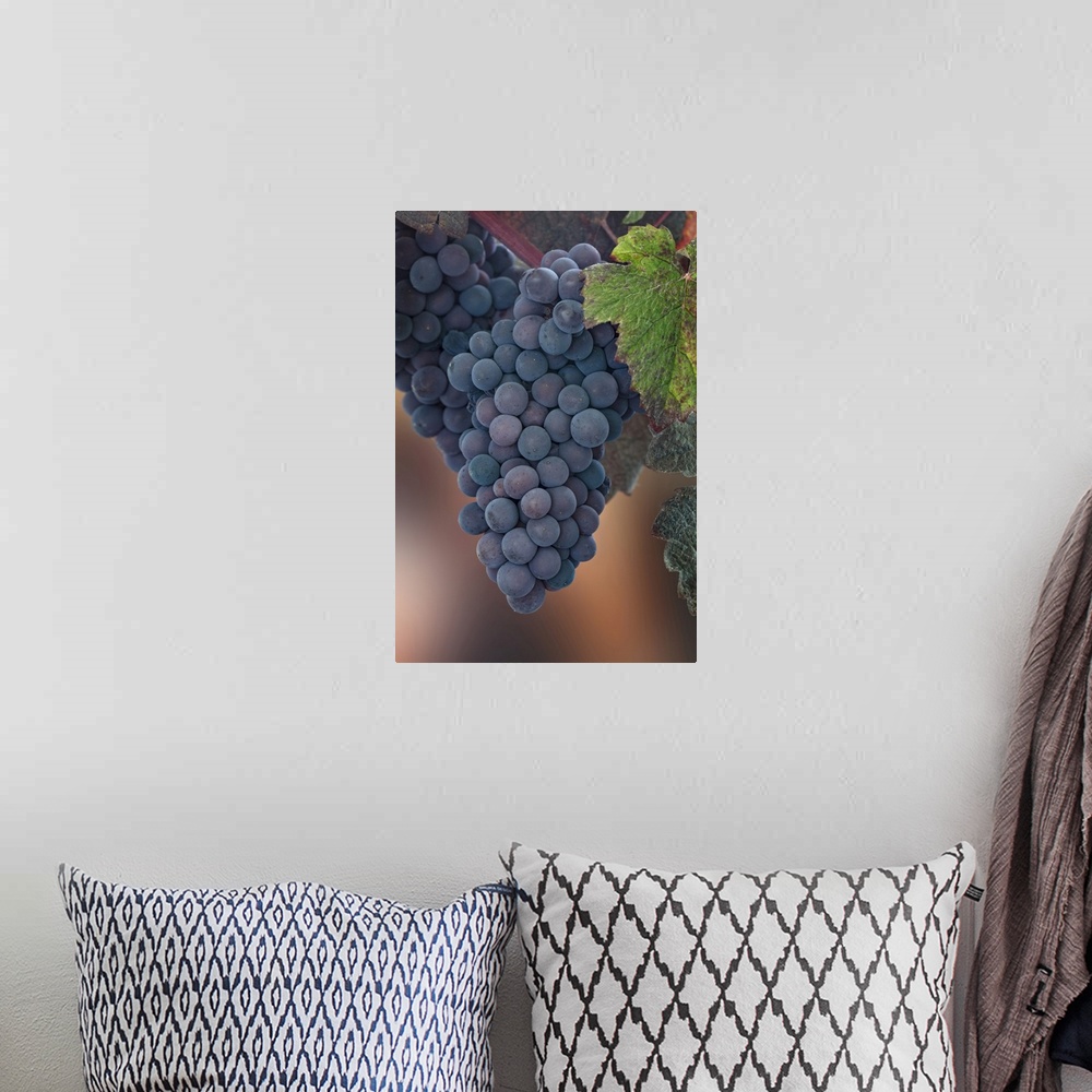 A bohemian room featuring USA, Washington State, Seabeck. Close-up of grapes on vine. Credit: Don Paulson