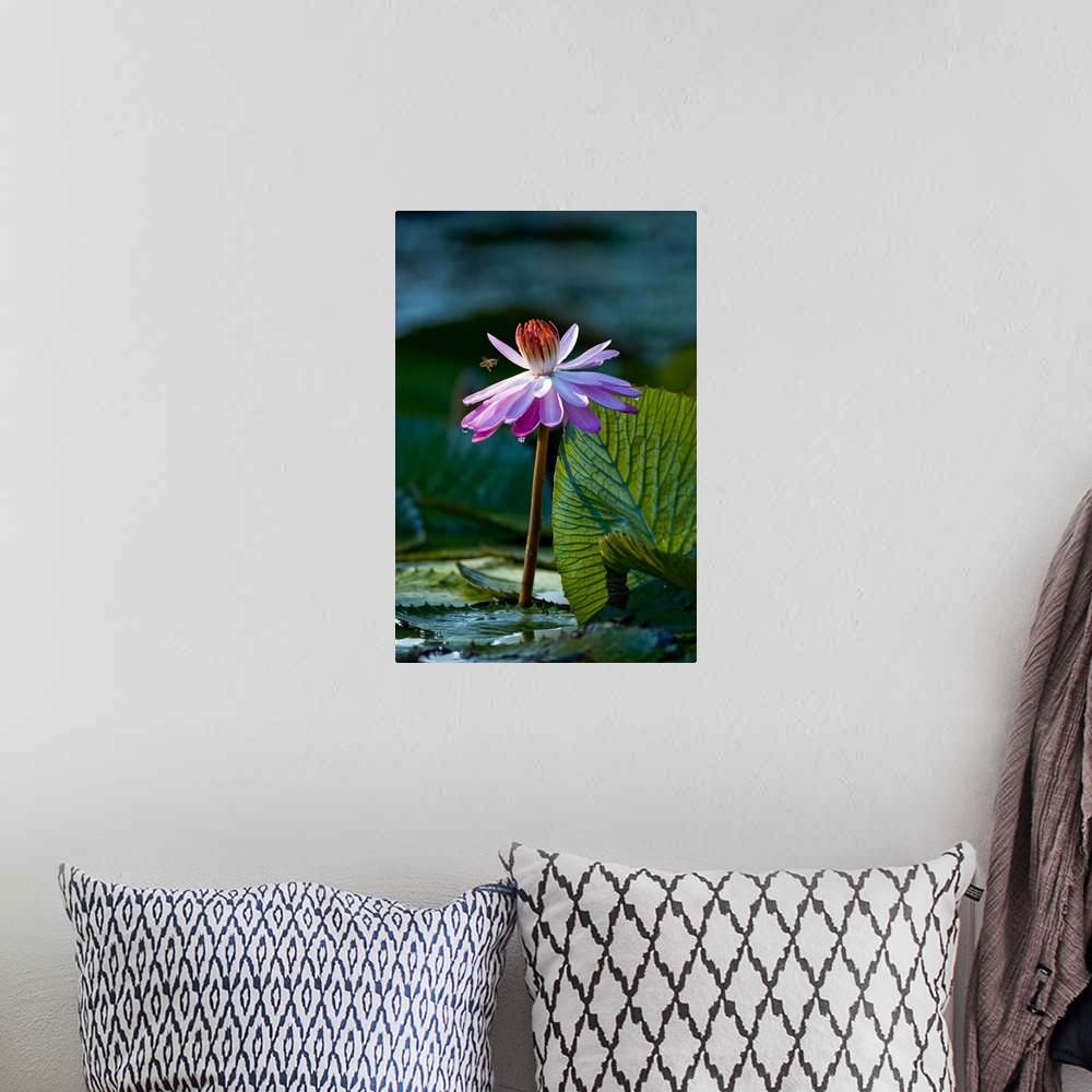 A bohemian room featuring Water lilies, of the genus Nymphaea, are aquatic plants found world-wide; often planted as orname...
