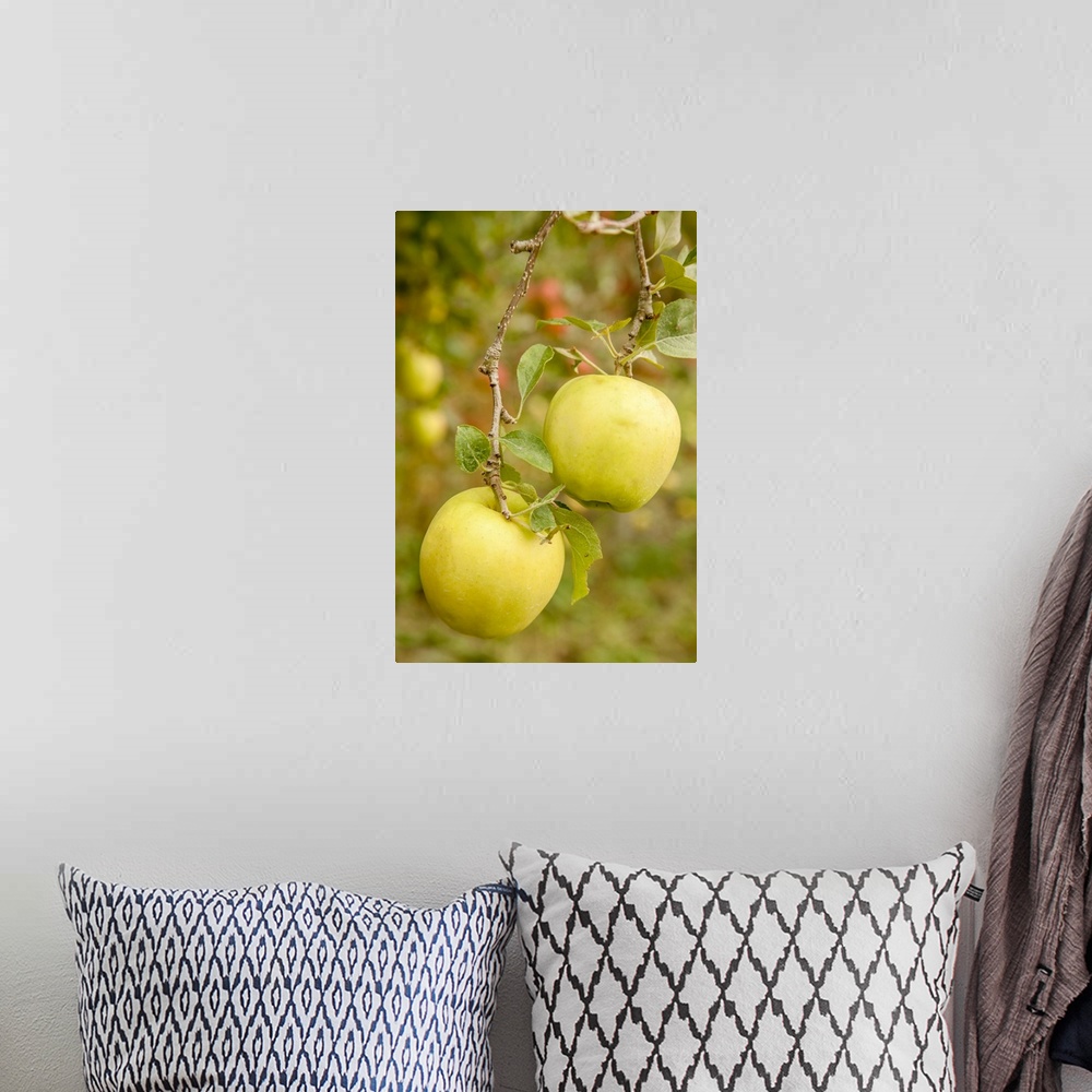 A bohemian room featuring Wenatchee, Washington State, USA. Golden Delicious Apples on the tree. United States, Washington ...