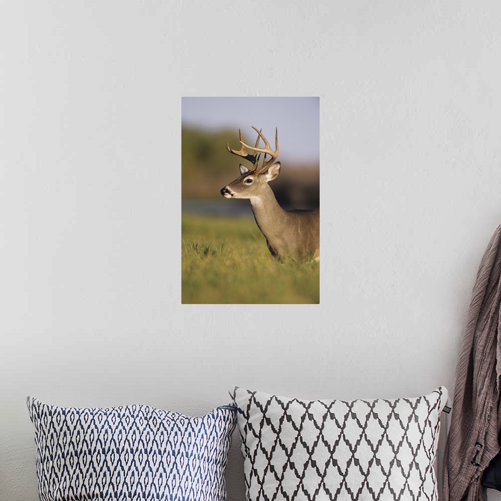 A bohemian room featuring White-tailed Deer, Odocoileus virginianus, Buck, Choke Canyon State Park, Texas, USA, Oktober 2003