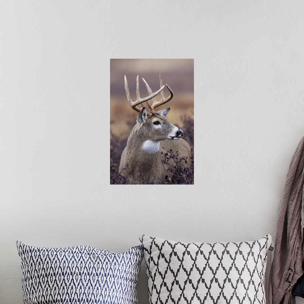 A bohemian room featuring White-tailed deer buck.