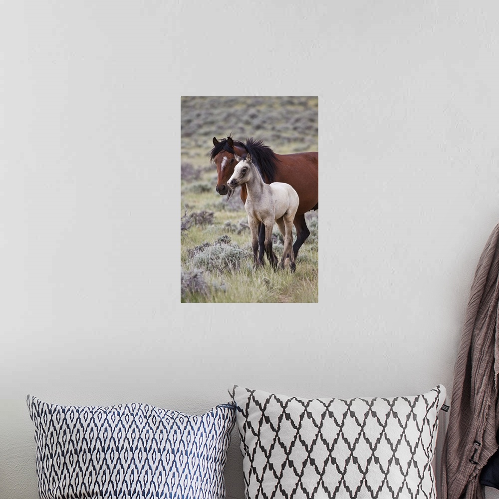 A bohemian room featuring Wild horse (Equus caballos) foal with mother, Wyoming prairie, June.