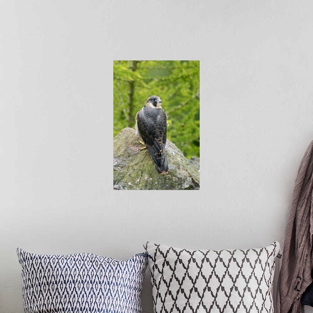 A bohemian room featuring Wild Peregrine Falcon (Falco peregrinus) standing on rock after eating a pigeon.