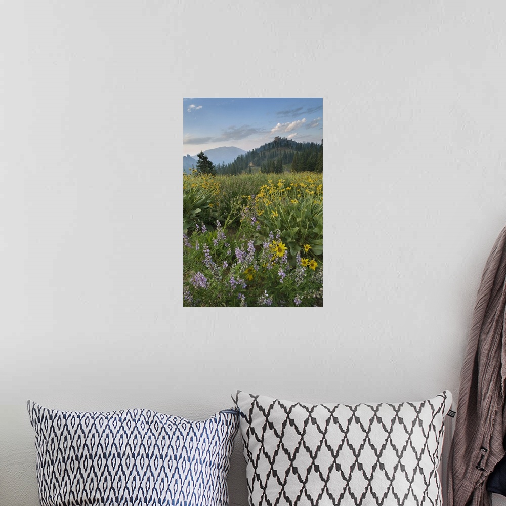 A bohemian room featuring Wildflowers at sunrise along Lassen Peak Road, Lassen Volcanic National Park, Mount Lassen, Calif...