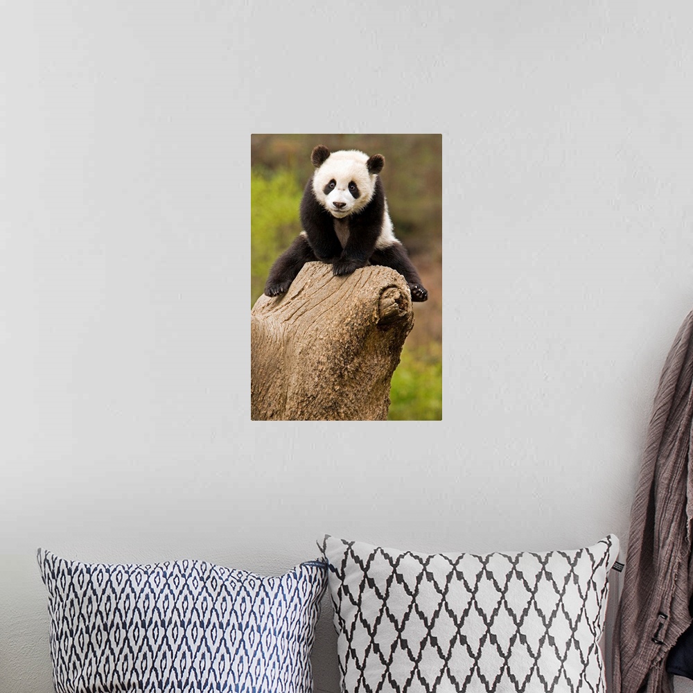 A bohemian room featuring Wolong Panda Reserve, China, Baby Panda on top of tree stump.