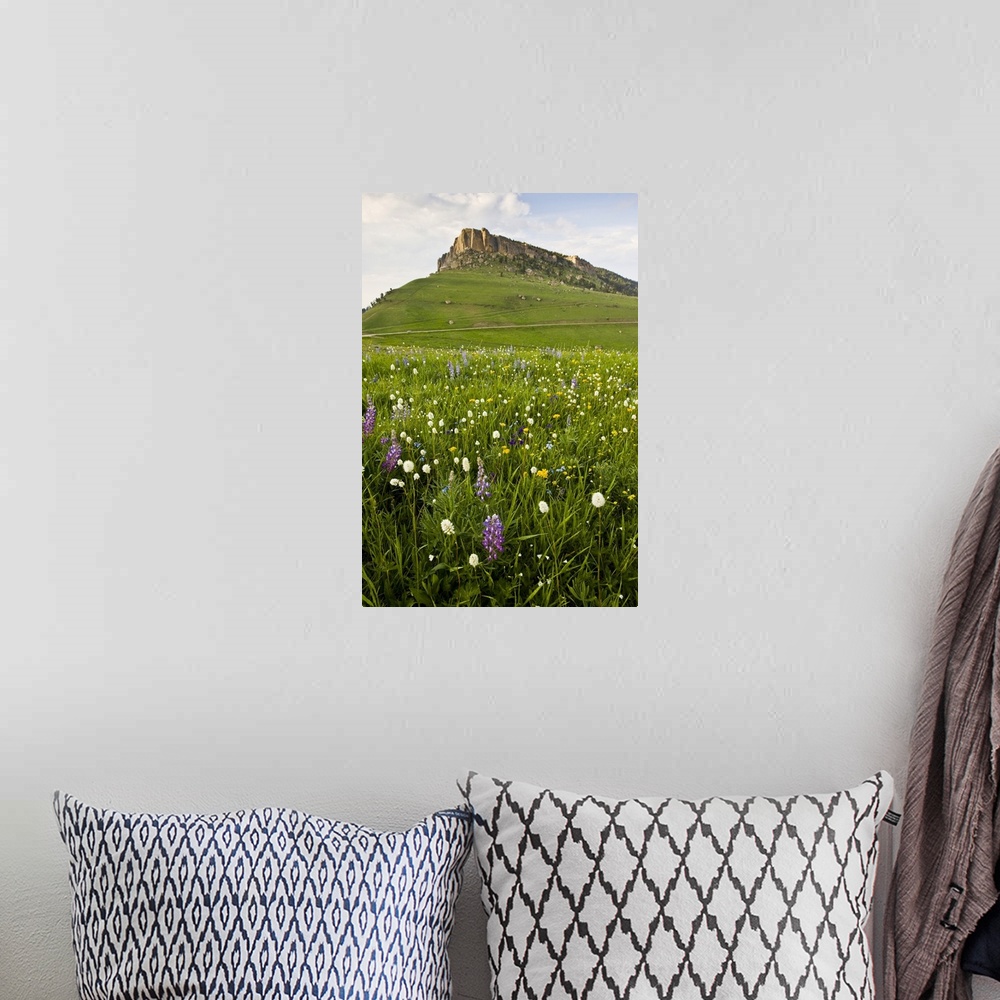 A bohemian room featuring North America, USA, Wyoming, Bighorn Mountains, alpine wildflowers, June.