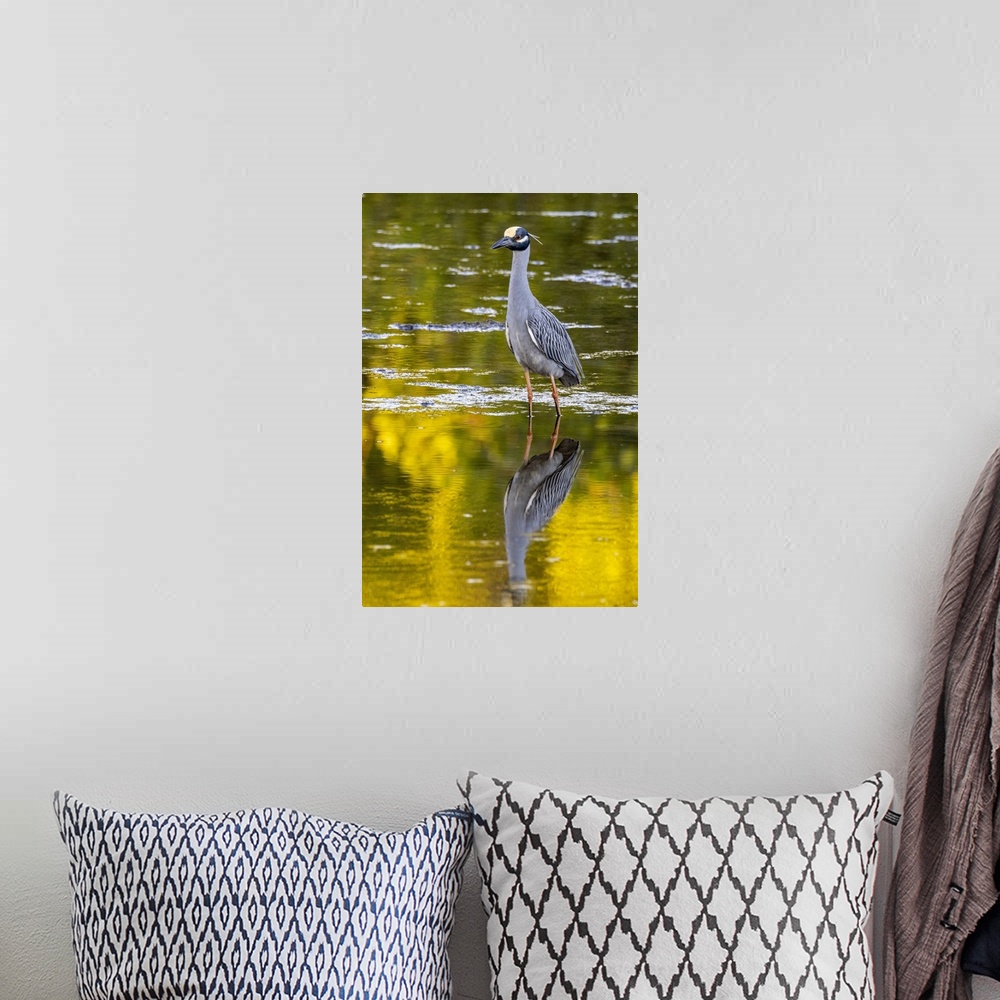 A bohemian room featuring Yellow crowned night heron in Ding Darling National Wildlife Refuge on Sanibel Island, Florida, USA.