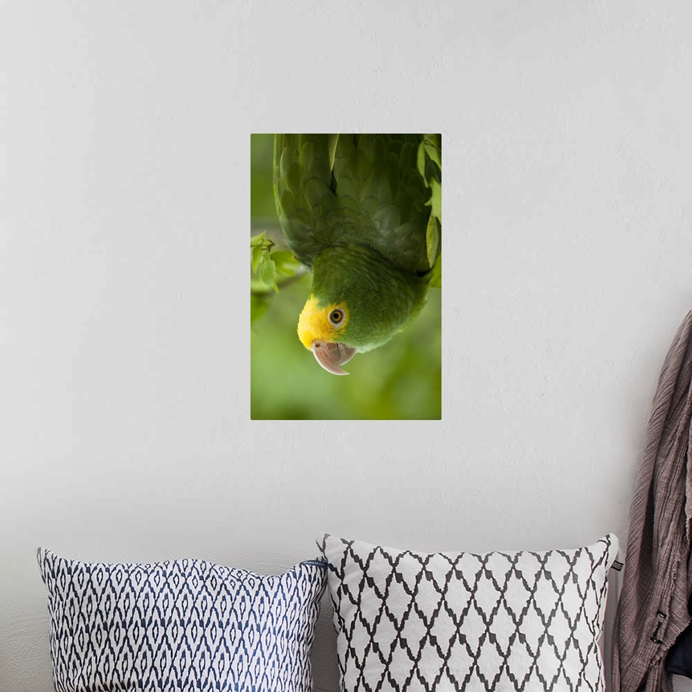 A bohemian room featuring Yellow-headed Amazon Parrot (Amazona oratrix), Belize, Central America. Found in Riparian forest ...
