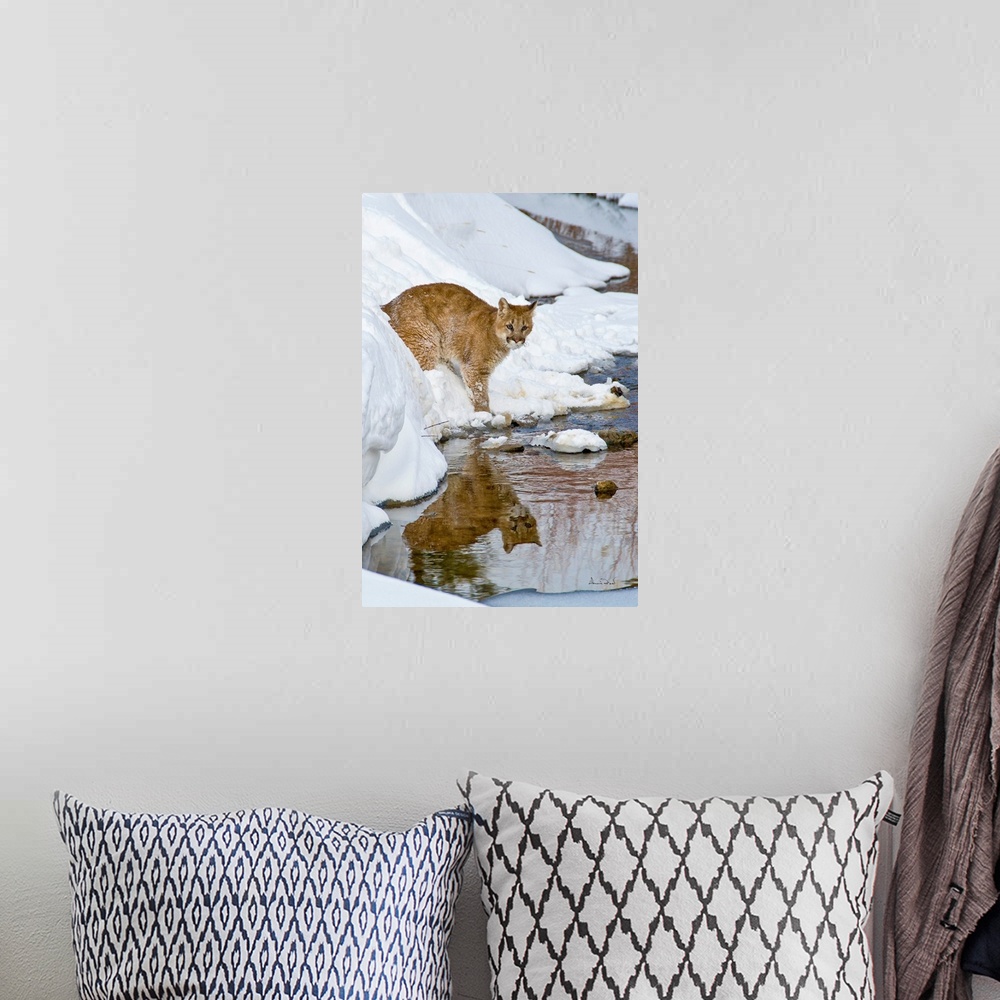 A bohemian room featuring Young Mountain Lion (Felis concolor) cub crossing a stream near Bozeman Montana, USA.