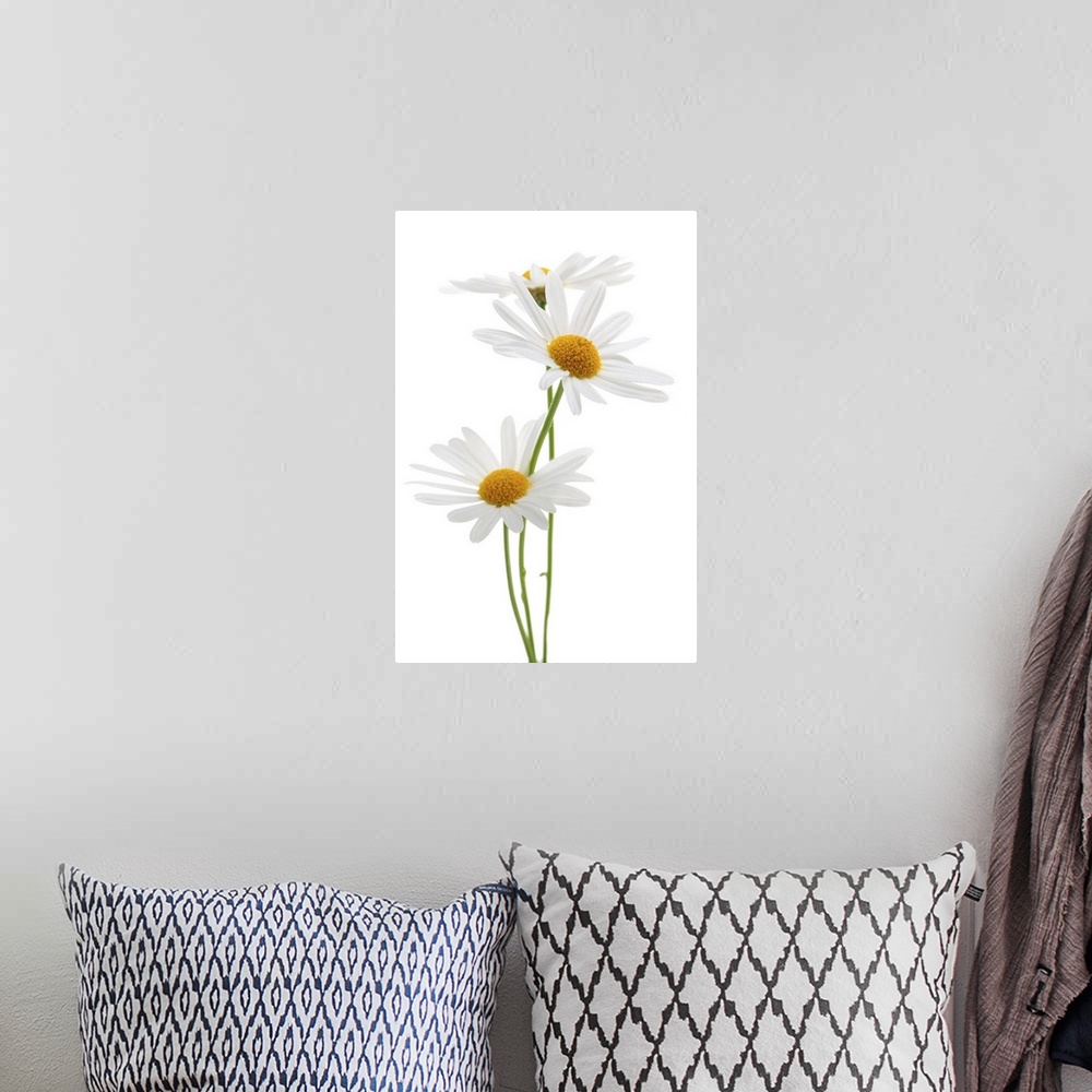 A bohemian room featuring Daisy flowers isolated on white background.