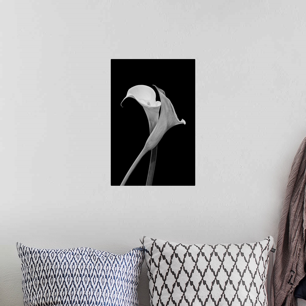 A bohemian room featuring Monochrome surrealistic pair of calla blossoms on a black background.