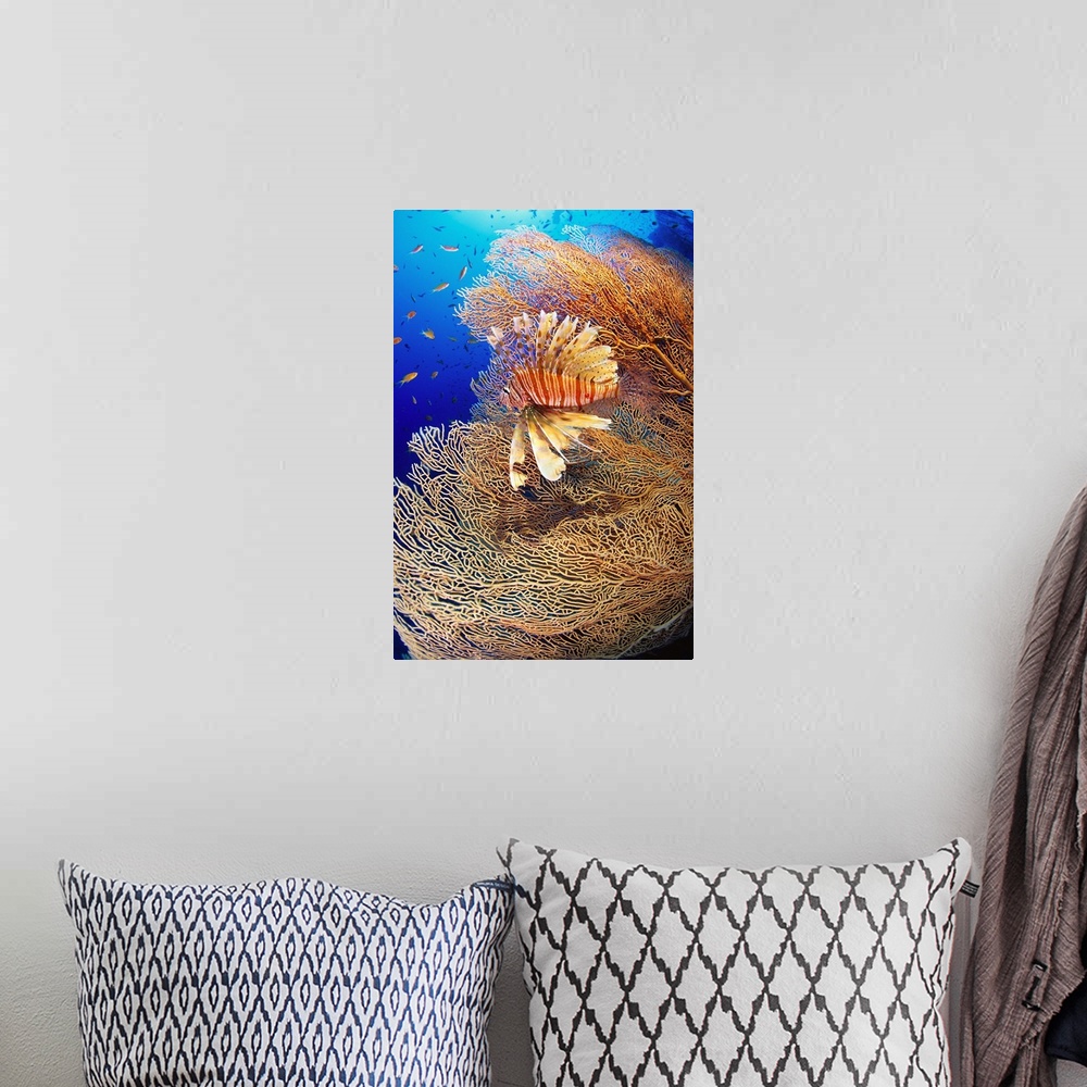 A bohemian room featuring Africa, Egypt, Red Sea, Lionfish and gorgonia