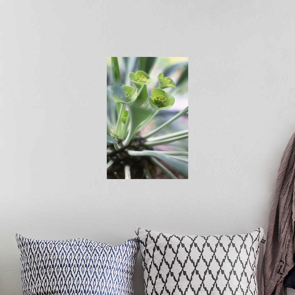 A bohemian room featuring Euphorbia segueriana