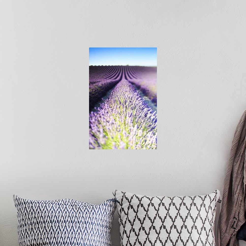 A bohemian room featuring France, Provence-Alpes-Cote d'Azur, Provence, Valensole, Lavender field near Valensole