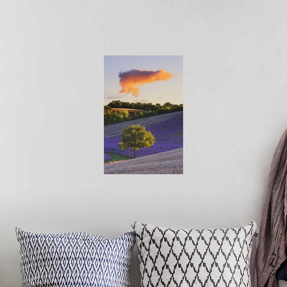 A bohemian room featuring France, Provence-Alpes-Cote d'Azur, Provence, Valensole, Lavender fields near Valensole