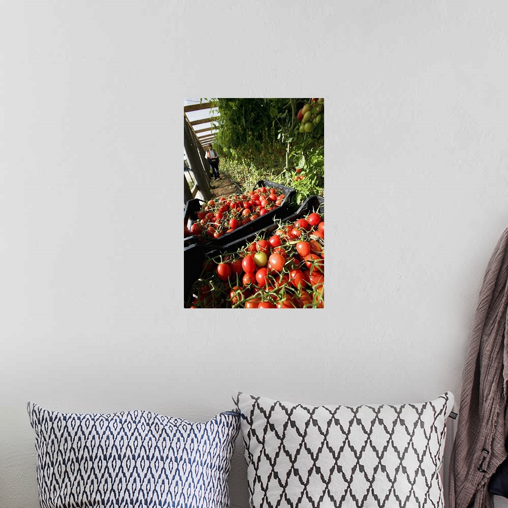 A bohemian room featuring Italy, Sicily, Pachino, Siracusa district, Tomatoes