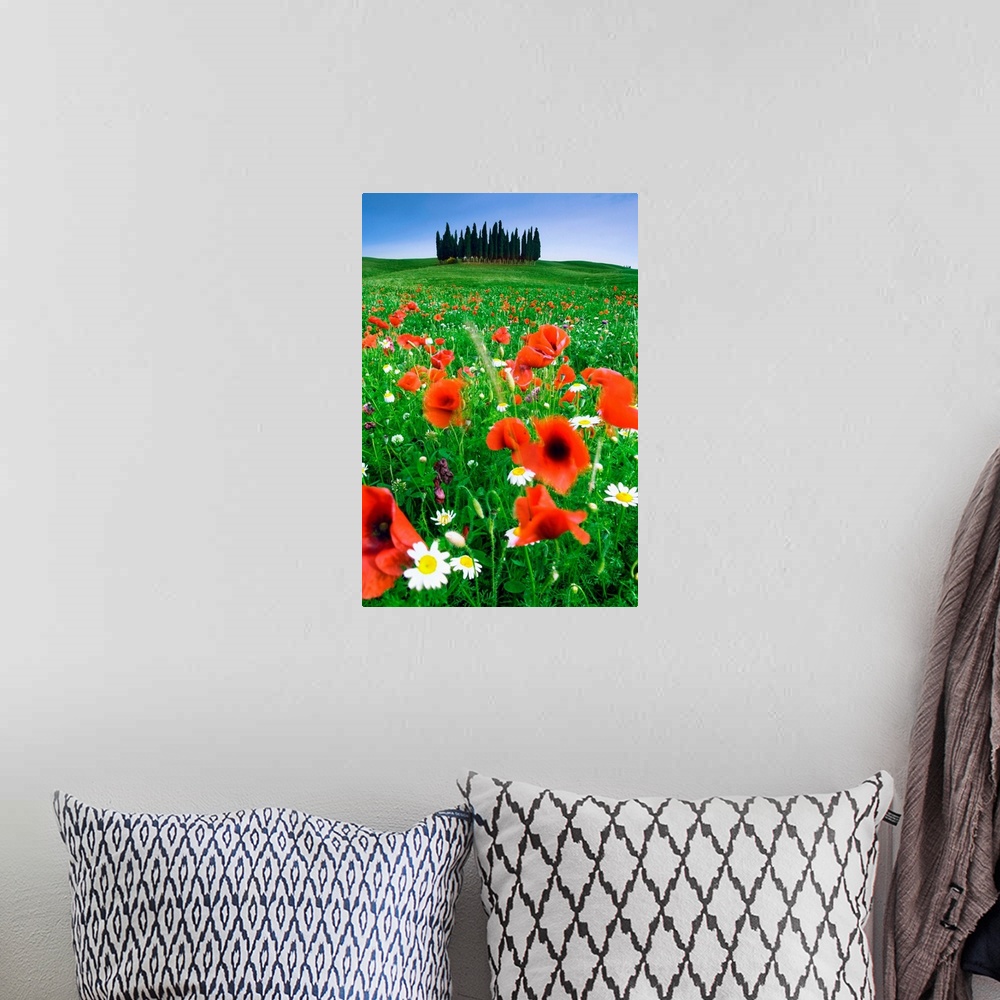 A bohemian room featuring Italy, Tuscany, Orcia Valley, Typical countryside with poppies near San Quirico d'Orcia
