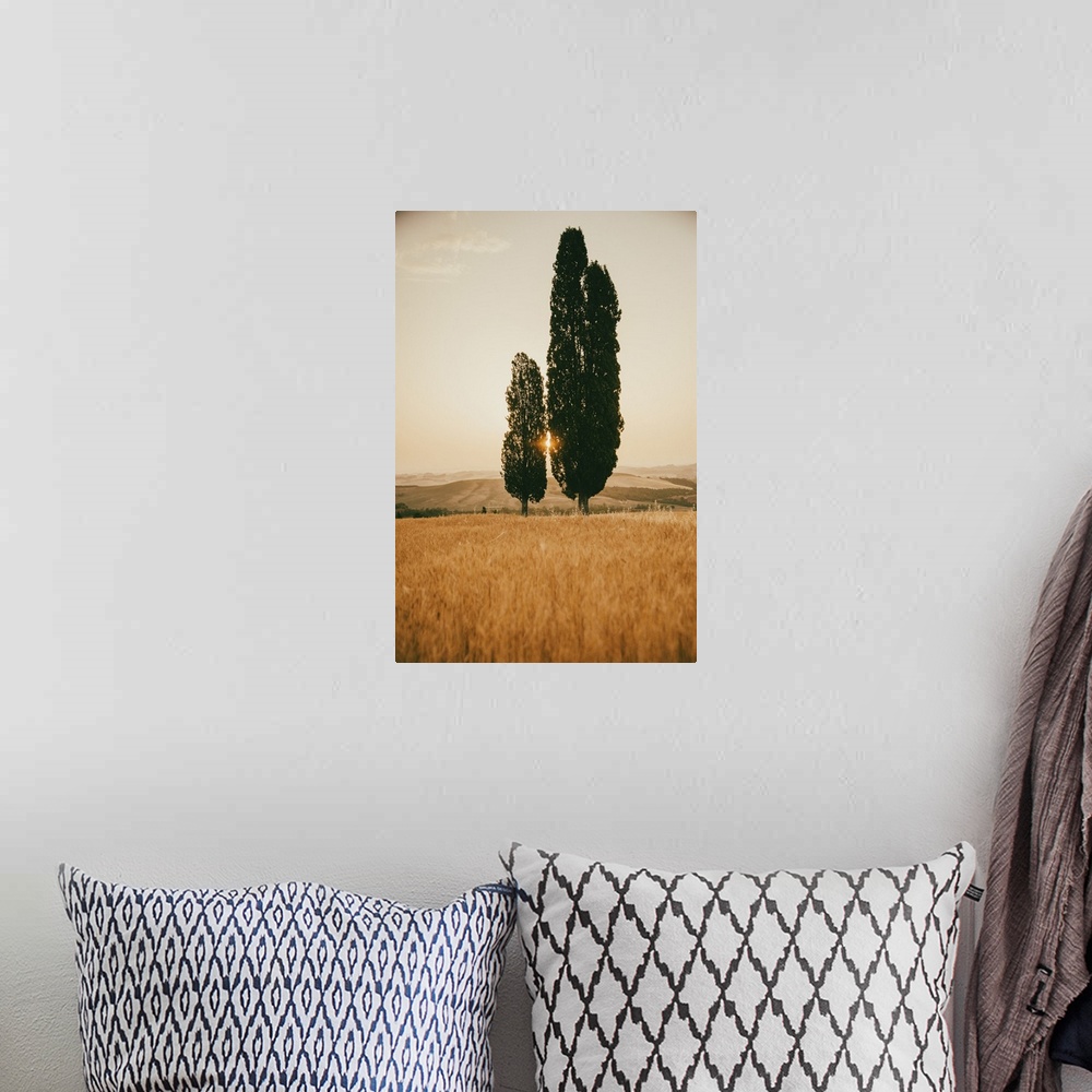 A bohemian room featuring Italy, Tuscany, Siena district, Orcia Valley, Typical Tuscan landscape with cypresses.