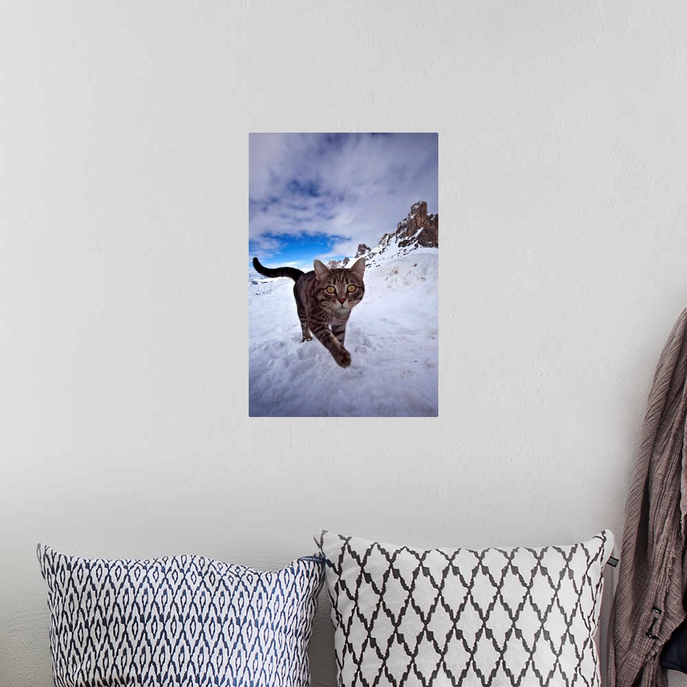 A bohemian room featuring Italy, Veneto, Alps, Dolomites, Belluno district, Cat on the snow at Giau pass