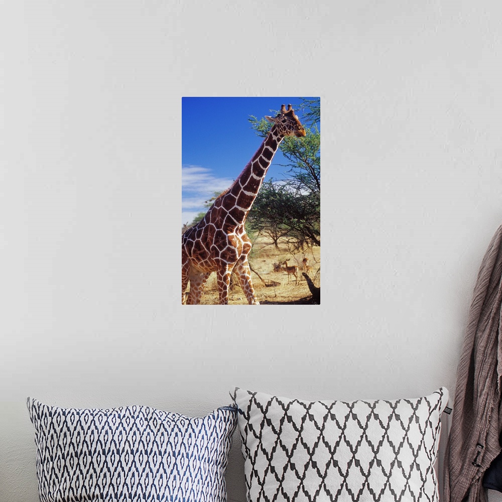 A bohemian room featuring Kenya, Rift Valley, Samburu National Park, giraffe