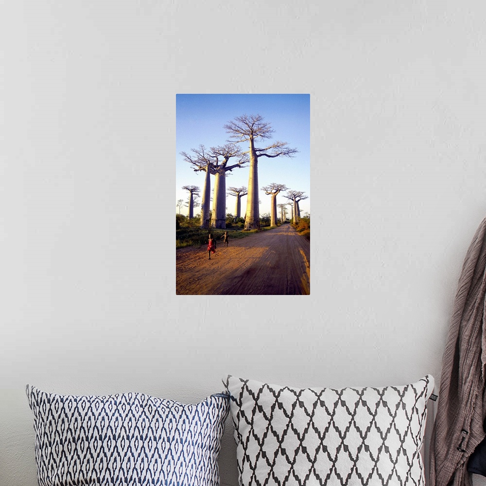 A bohemian room featuring Madagascar, Toliara, Morondava, Avenue du Baobab