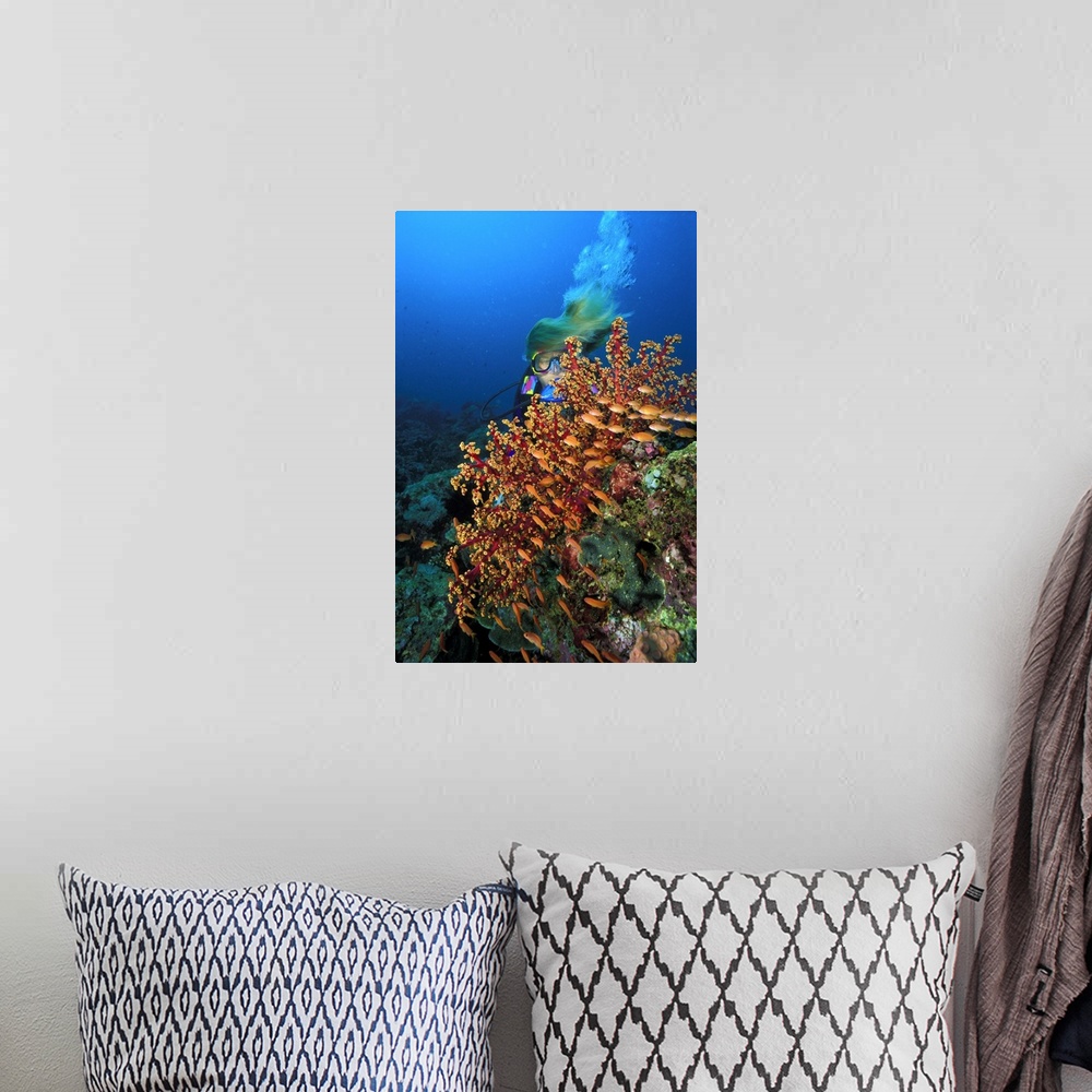 A bohemian room featuring Philippines, Dakak, School of Tropical Anthias near a soft coral