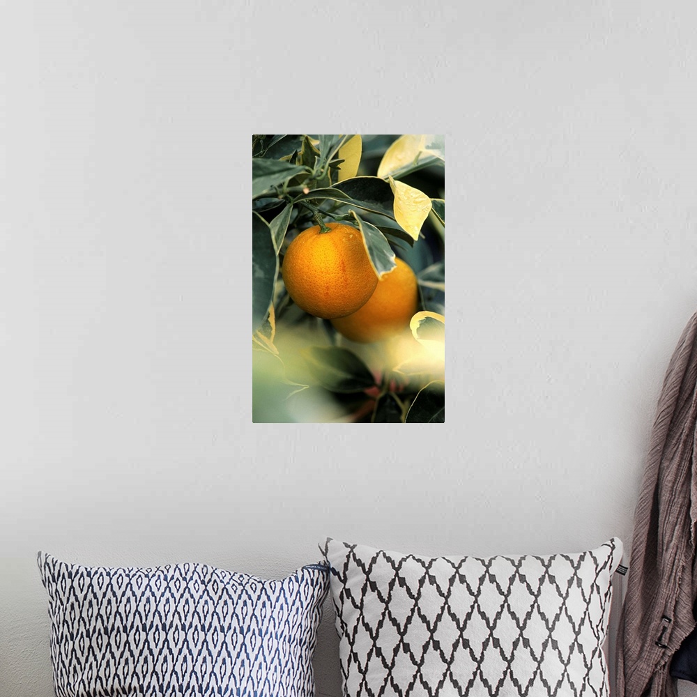 A bohemian room featuring Sweet orange (Citrus sinensis foliis variegatis)