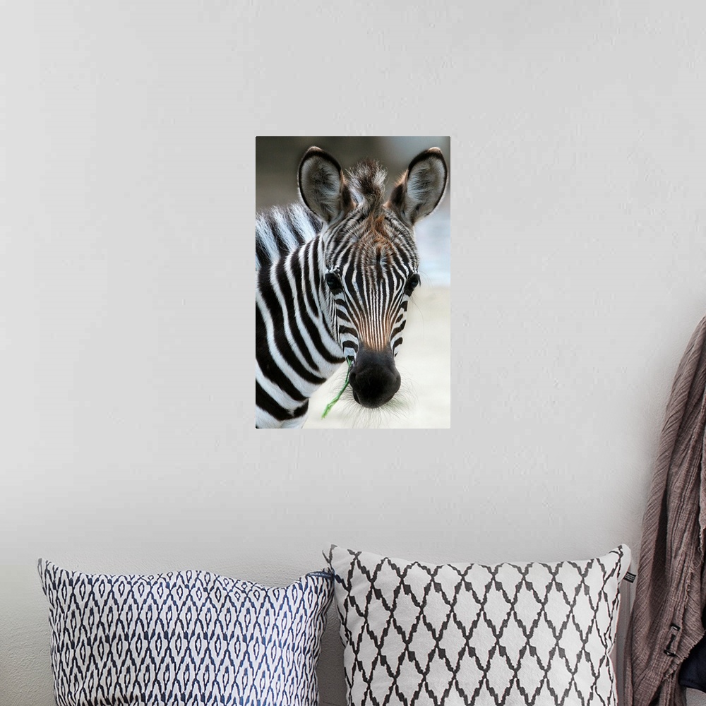 A bohemian room featuring A Young Zebra Named Navisha Stands In Enclosure At Zoo In Berlin, Germany