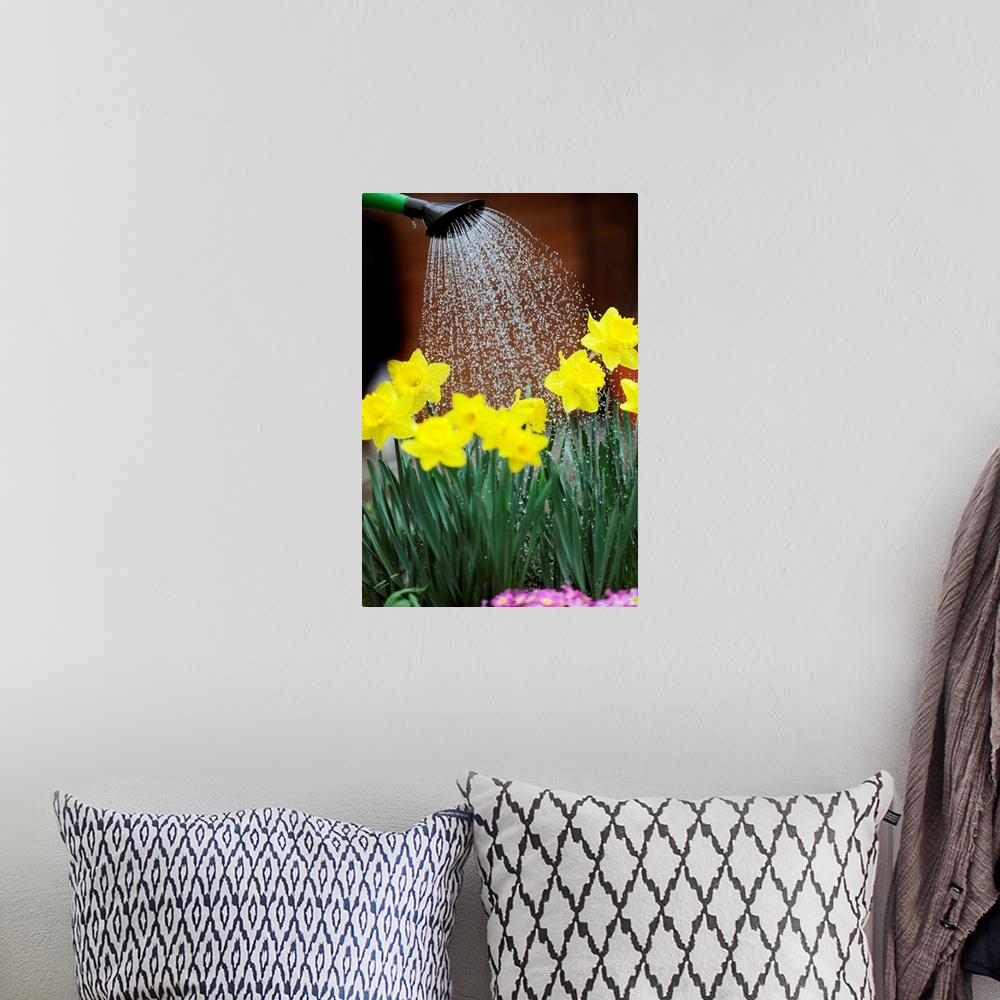 A bohemian room featuring Watering Daffodils With Watering Can