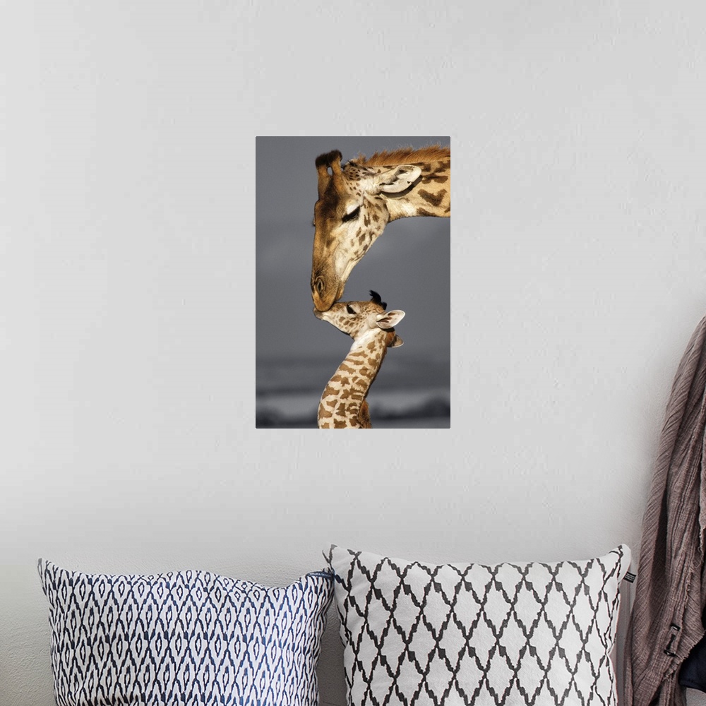 A bohemian room featuring Photograph of a mother giraffe kissing her baby with a black and white background.