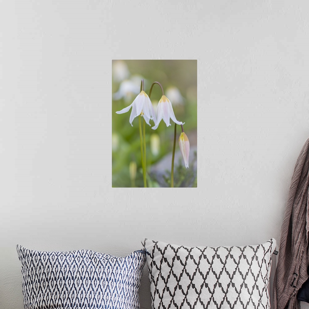 A bohemian room featuring Avalanche Lily II